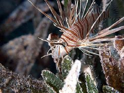 This is the smallest lionfish I have ever seen. Not longe... by Nikki Van Veelen 